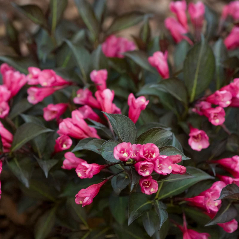 Midnight Wine Shine™ Weigela - Image 2