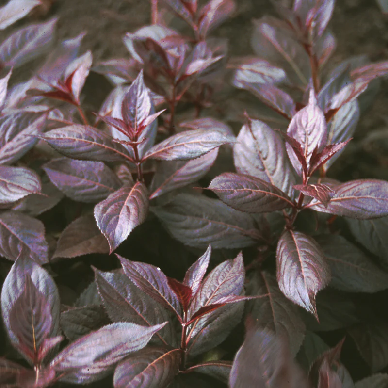 Midnight Wine® Weigela - Image 3