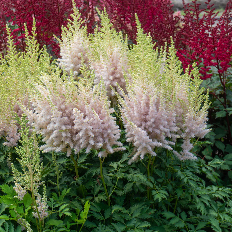 'Milk and Honey' Astilbe - Image 3
