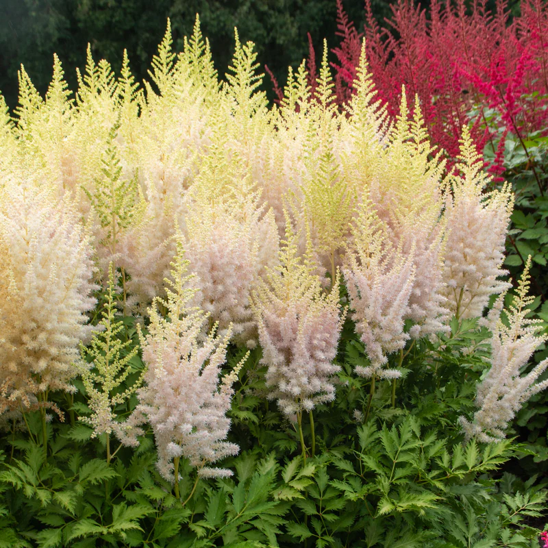 'Milk and Honey' Astilbe - Image 4