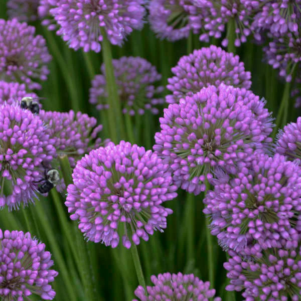 'Millenium' Allium - Image 2