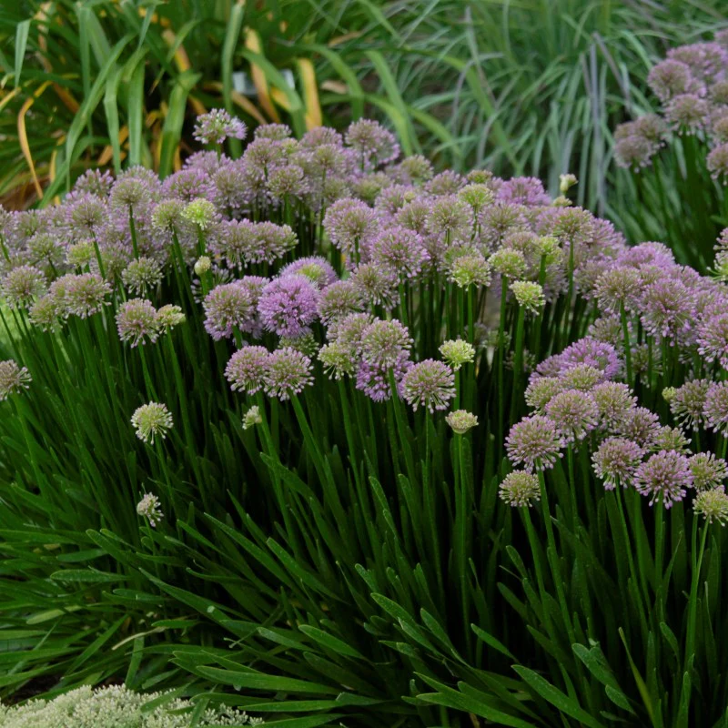 'Millenium' Allium - Image 3