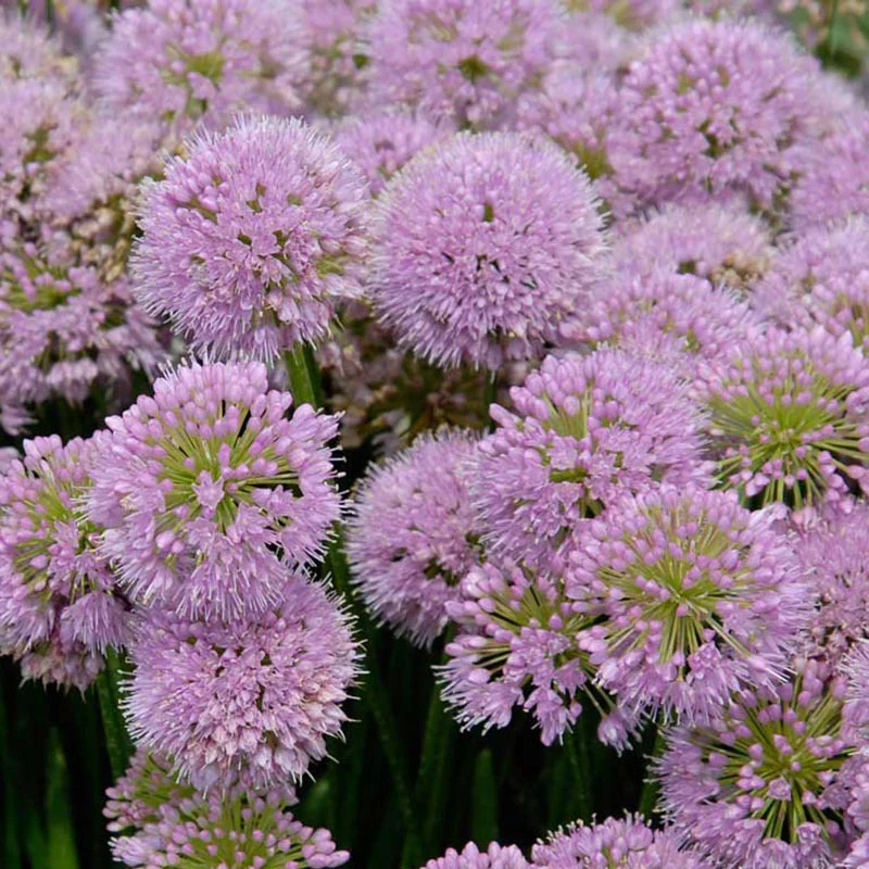 'Millenium' Allium - Image 4