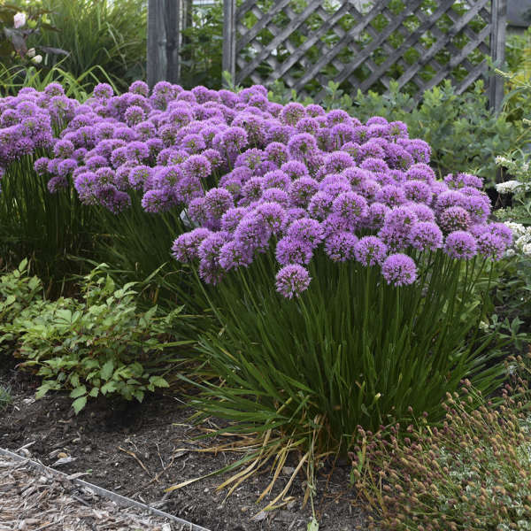 'Millenium' Allium - Image 5
