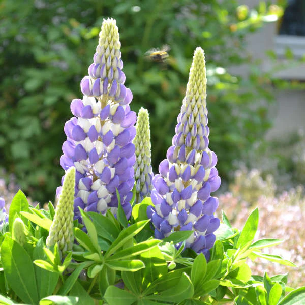 Mini Gallery™ Blue Bicolor Lupine - Image 2