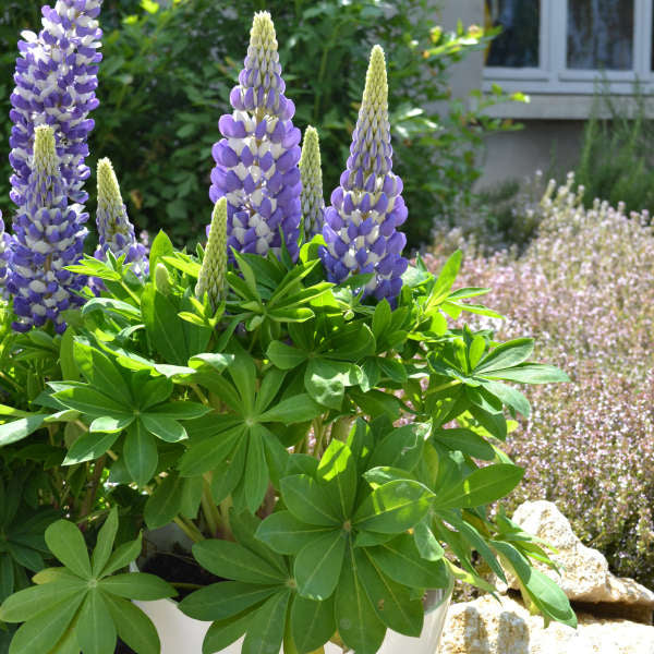 Mini Gallery™ Blue Bicolor Lupine - Image 3