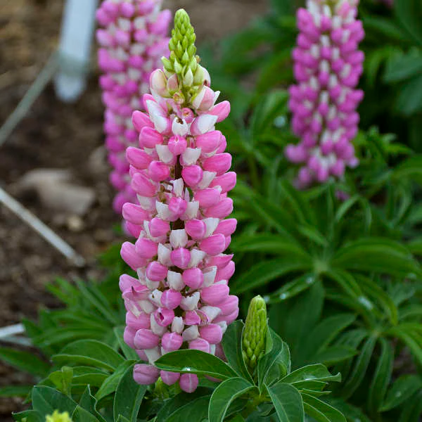 Mini Gallery™ Pink Bicolor Lupine