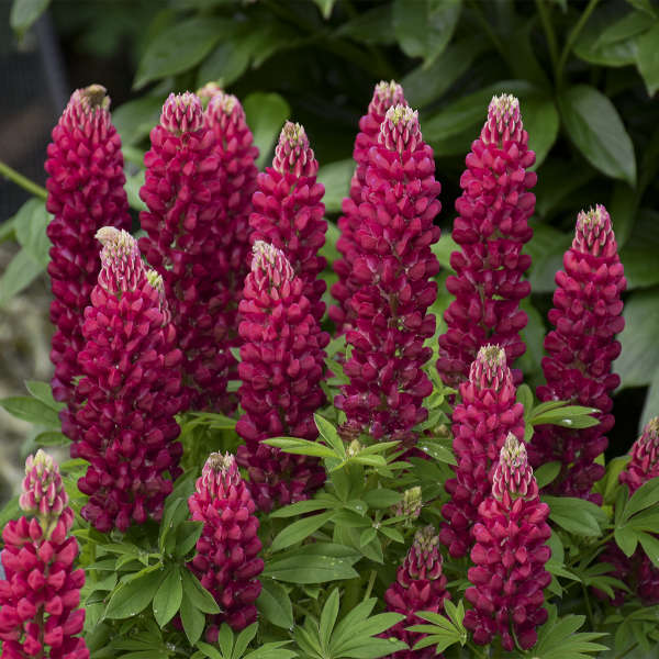 Mini Gallery™ Red Lupine