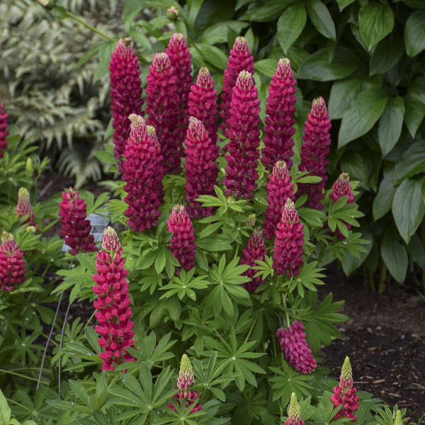Mini Gallery™ Red Lupine - Image 2