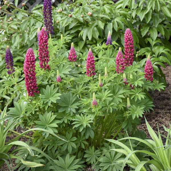 Mini Gallery™ Red Lupine - Image 3