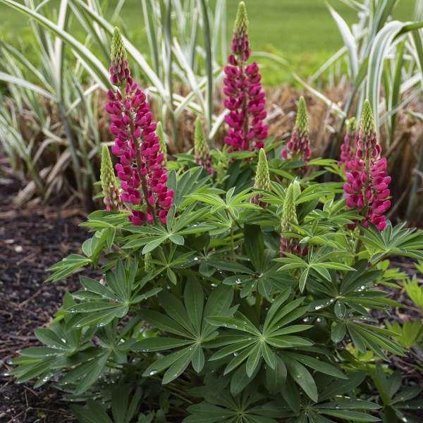 Mini Gallery™ Red Lupine - Image 4