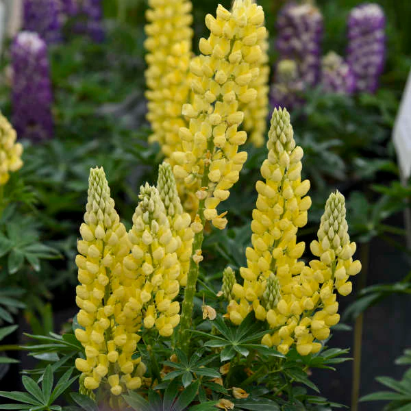 Mini Gallery™ Yellow Lupine - Image 3