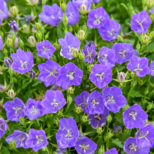 Mini Marvels™ Midnight Bellflower (Campanula) - Image 2