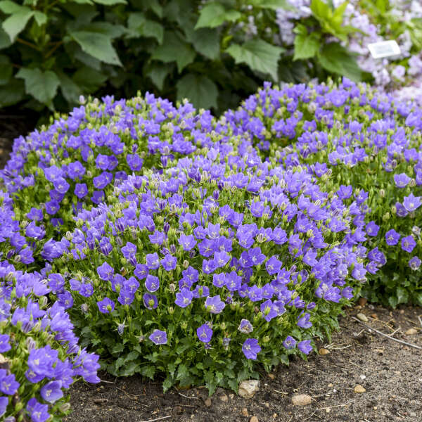 Mini Marvels™ Midnight Bellflower (Campanula) - Image 3