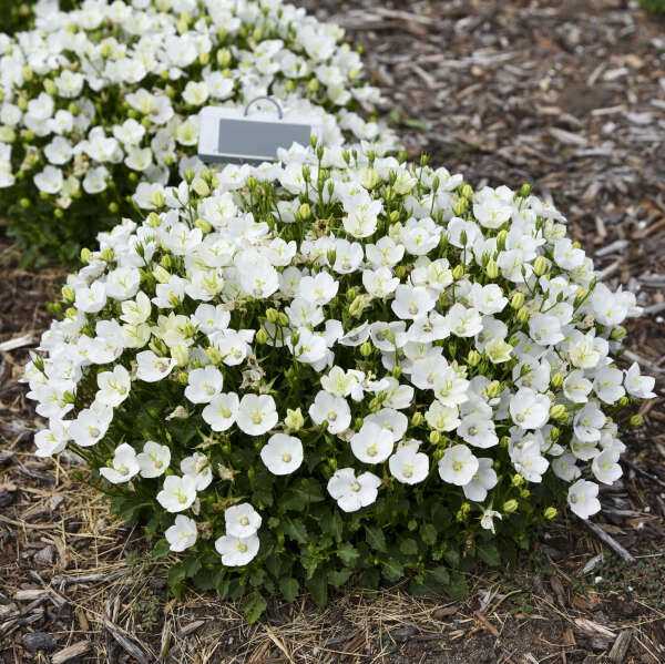 Mini Marvels™ Starbright Bellflower (Campanula) - Image 2