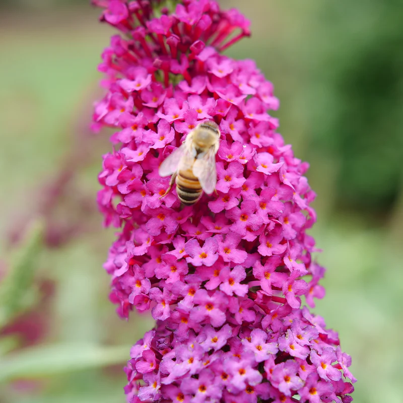 'Miss Molly' Butterfly Bush (Buddleia) - Image 3