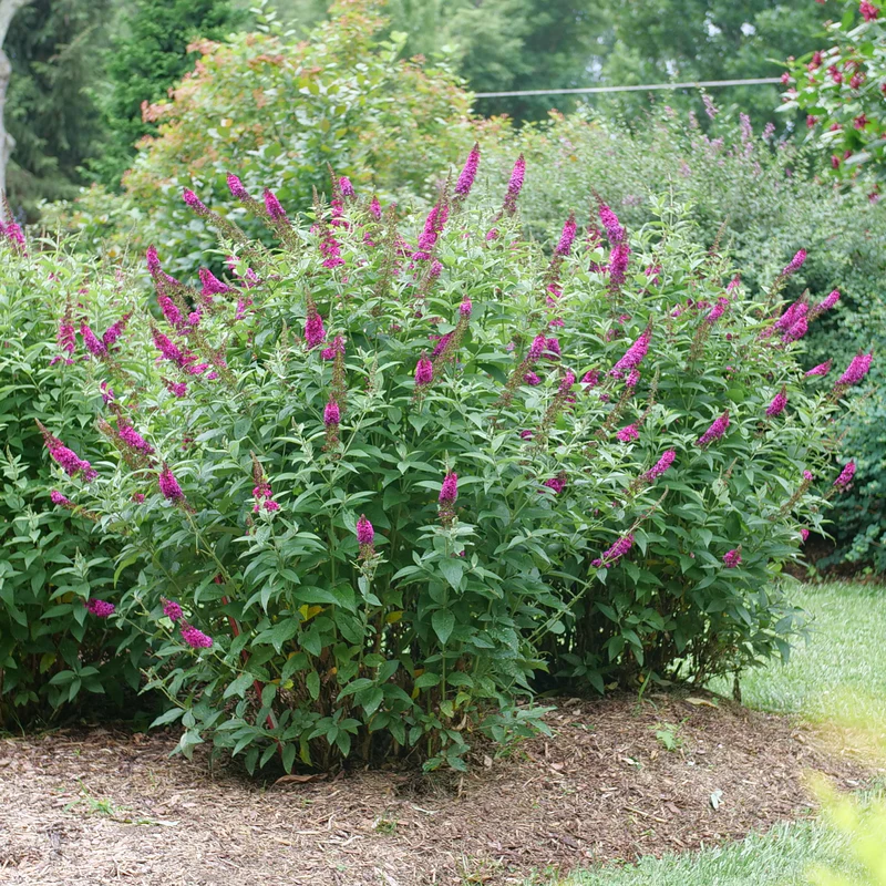'Miss Molly' Butterfly Bush (Buddleia) - Image 4