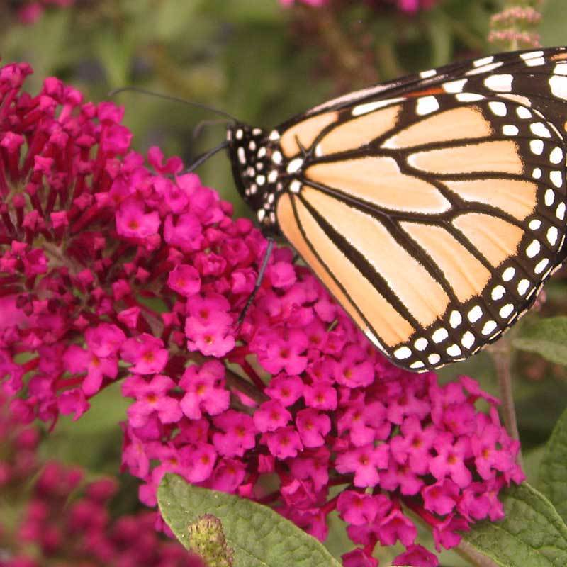 'Miss Molly' Butterfly Bush (Buddleia) - Image 5