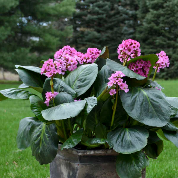 'Miss Piggy' Pigsqueak (Bergenia) - Image 2