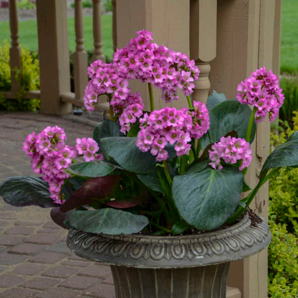 'Miss Piggy' Pigsqueak (Bergenia) - Image 3