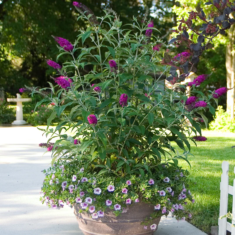 'Miss Ruby' Butterfly Bush (Buddleia) - Image 3