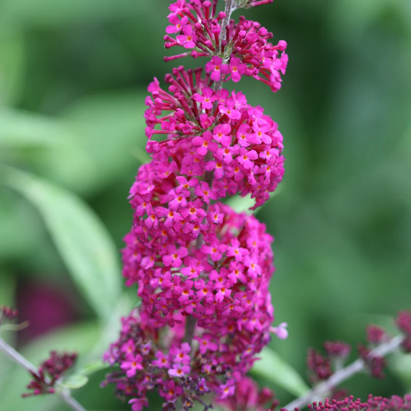 'Miss Ruby' Butterfly Bush (Buddleia) - Image 4