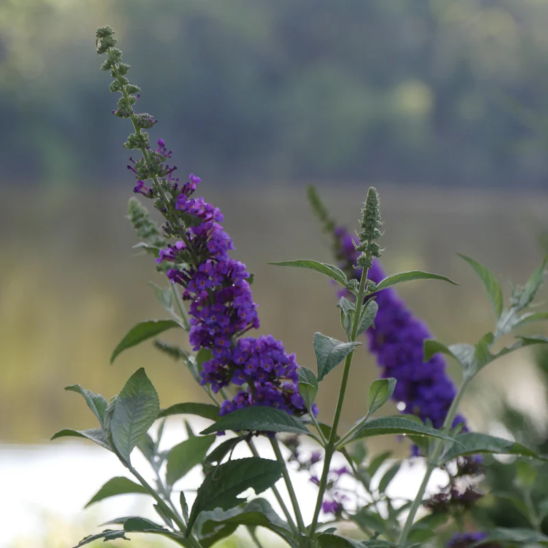'Miss Violet' Butterfly Bush (Buddleia) - Image 3