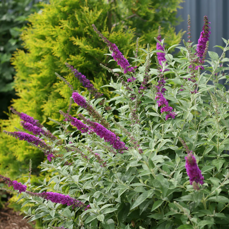 'Miss Violet' Butterfly Bush (Buddleia) - Image 4