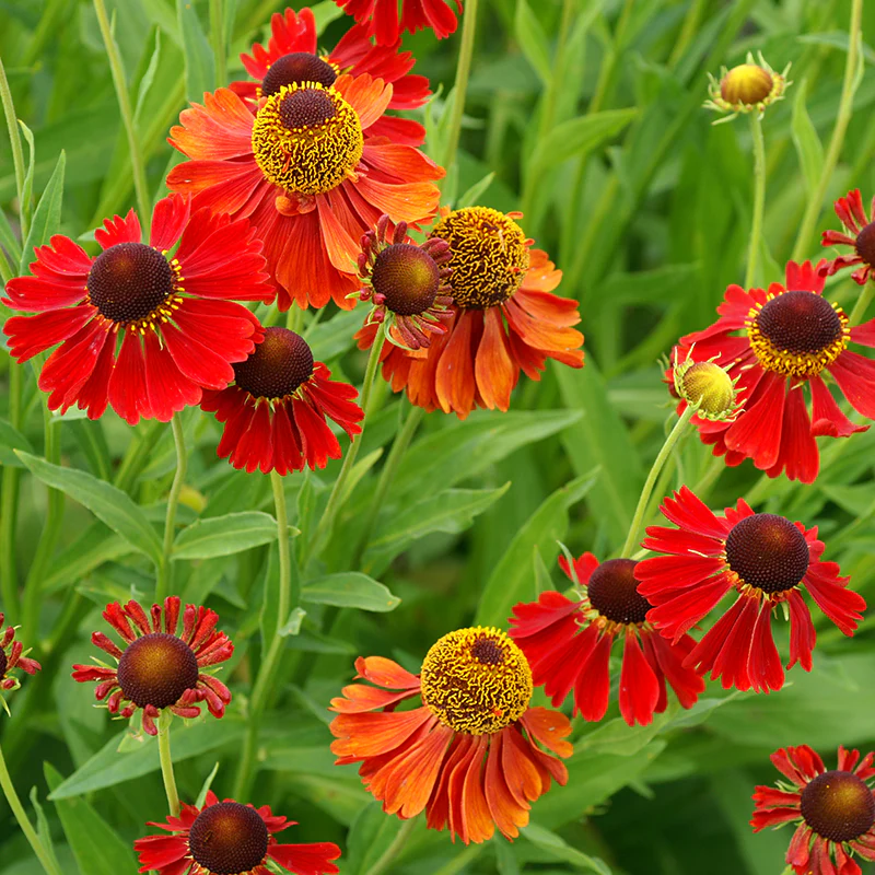 'Moerheim Beauty' Sneezeweed (Helenium)