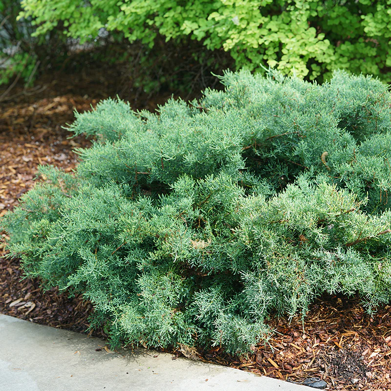Montana Moss® Juniper - Image 2