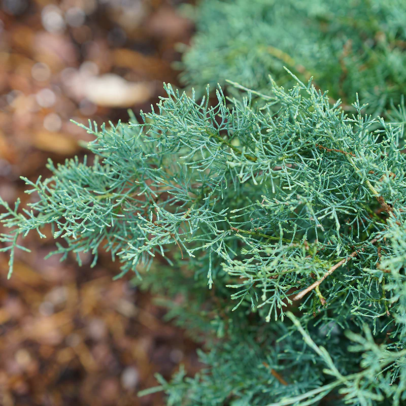 Montana Moss® Juniper - Image 3