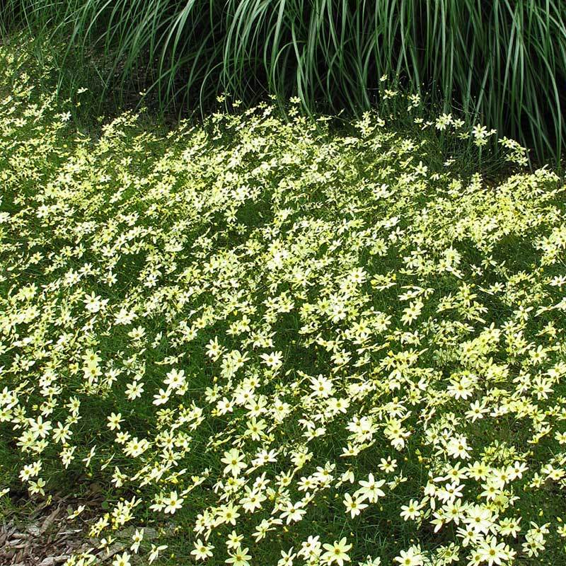 'Moonbeam' Tickseed (Coreopsis) - Image 2