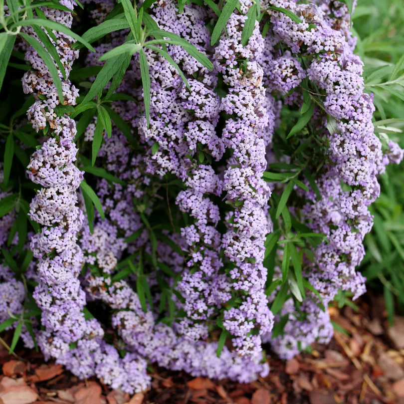 Mop Top™ Fountain Butterfly Bush (Buddleia) - Image 2