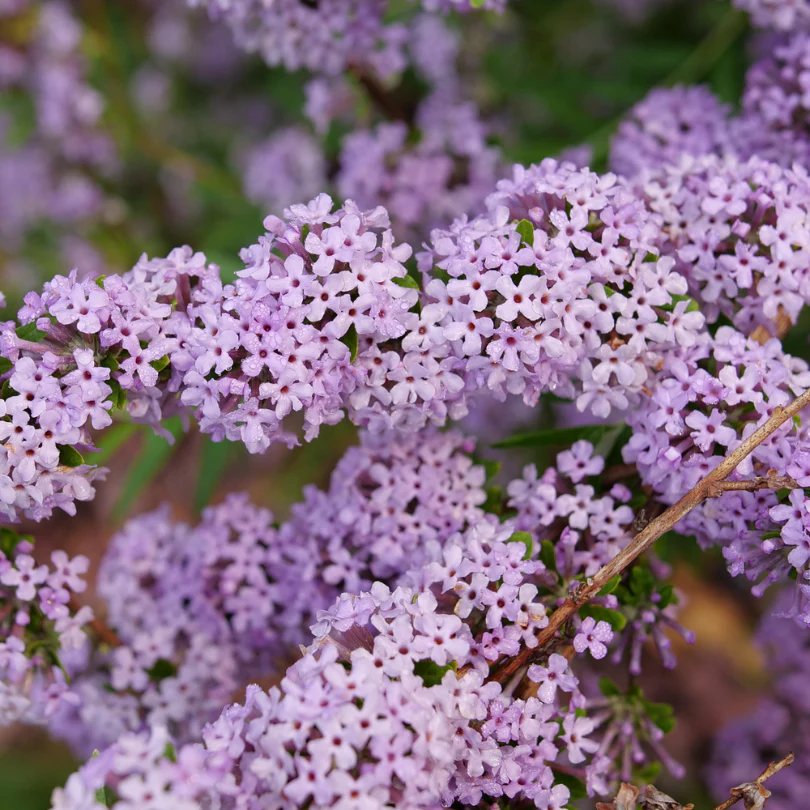 Mop Top™ Fountain Butterfly Bush (Buddleia) - Image 4