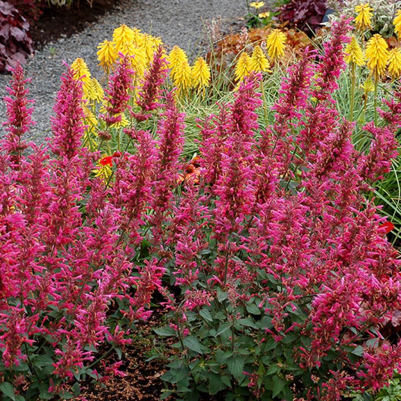 'Morello' Hummingbird Mint (Agastache) - Image 3