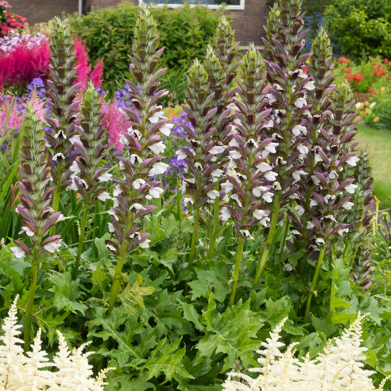 'Morning Candle' Bear's Breech (Acanthus) - Image 2