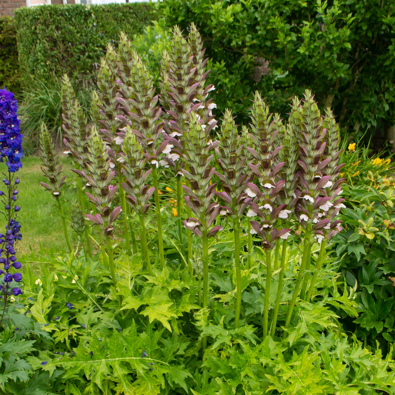 'Morning Candle' Bear's Breech (Acanthus) - Image 3