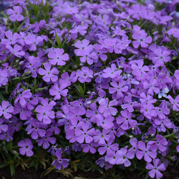 Mountainside⢠'Crater Lake' Phlox