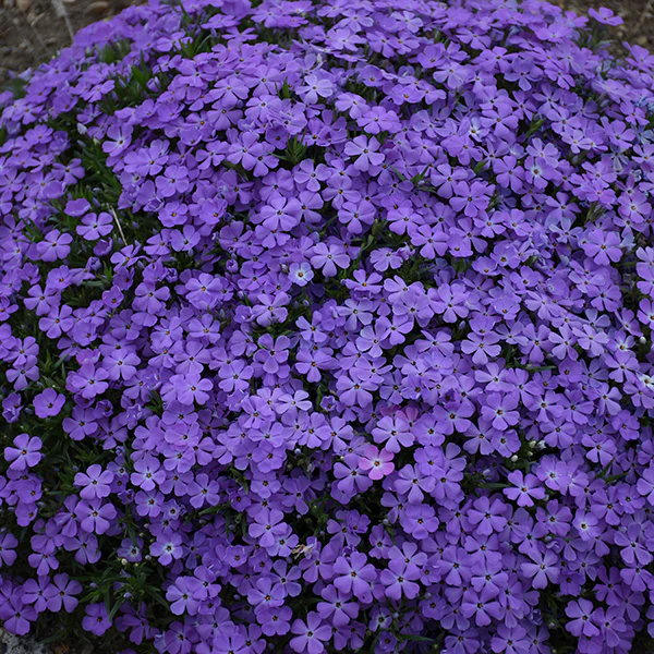 Mountainside⢠'Crater Lake' Phlox - Image 2