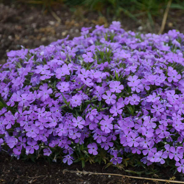 Mountainside⢠'Crater Lake' Phlox - Image 3