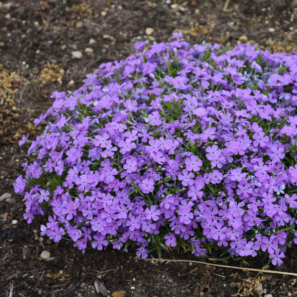 Mountainside⢠'Crater Lake' Phlox - Image 4