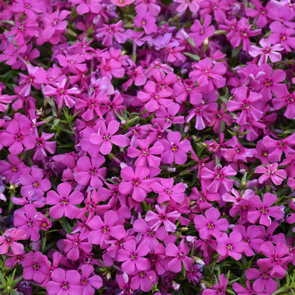 Mountainside⢠'Majestic Magenta' Phlox