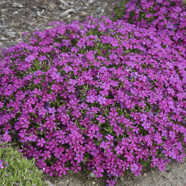 Mountainside⢠'Majestic Magenta' Phlox - Image 2