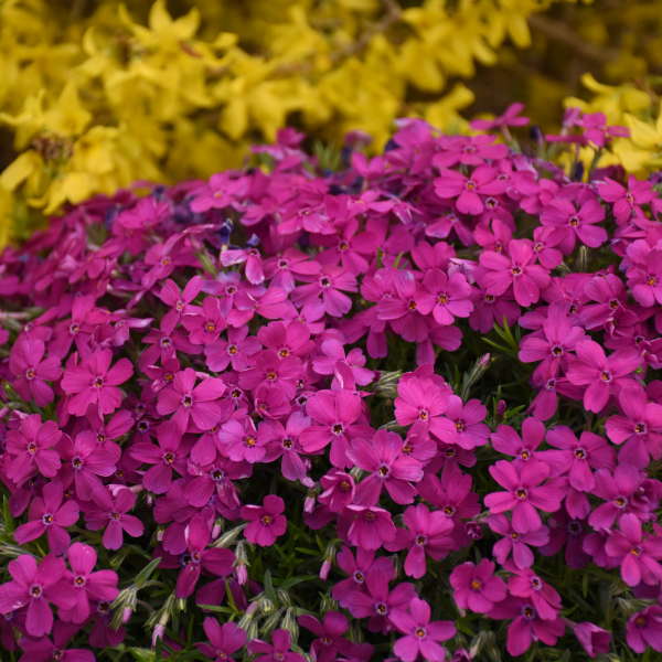Mountainside⢠'Majestic Magenta' Phlox - Image 3