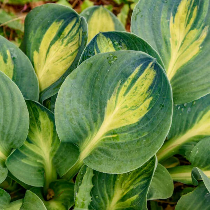 'Mouseketeer' Hosta - Image 2