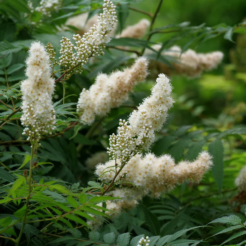 Mr. Mustard™ False Spirea - Image 3