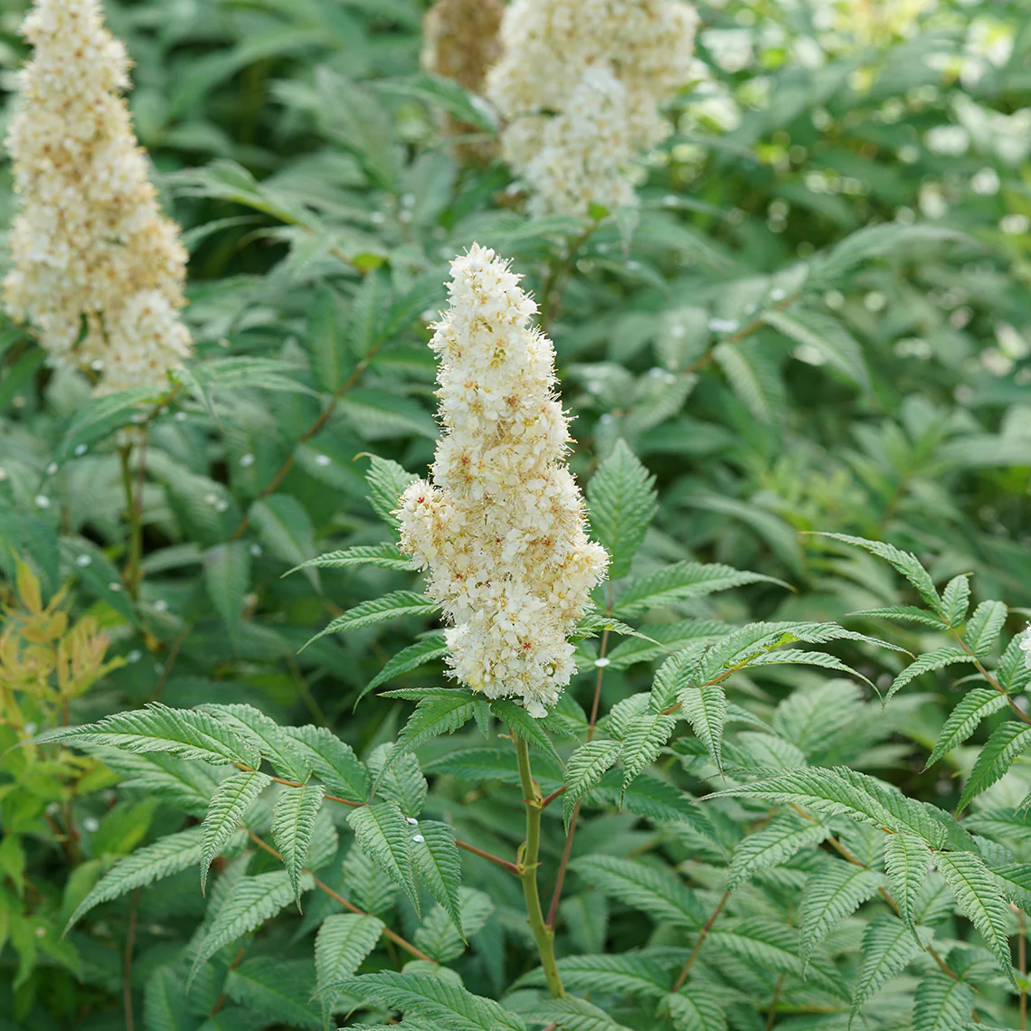 Mr. Mustard™ False Spirea - Image 5