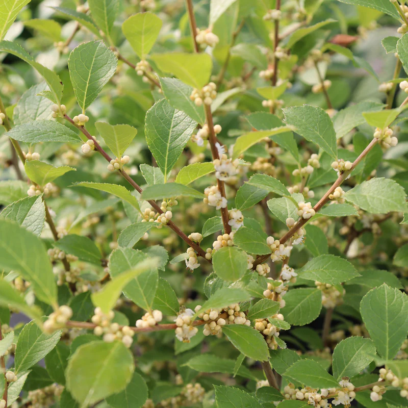 Mr. Poppins® Winterberry Holly (Ilex) - Image 4