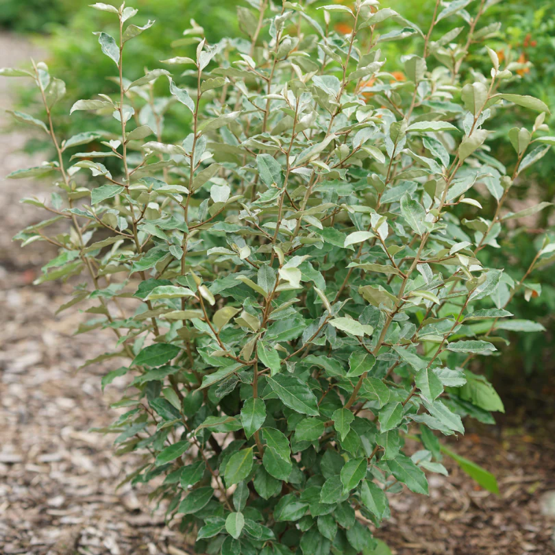 Mr. Smooth™ Seedless Thornless Silverthorn (Eleagnus) - Image 2