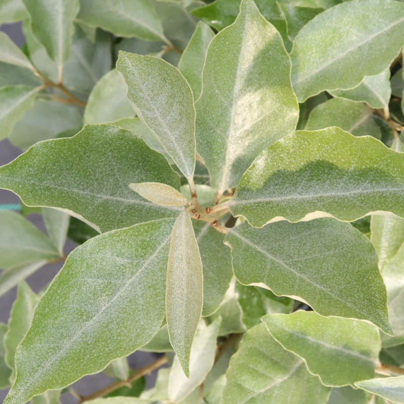 Mr. Smooth™ Seedless Thornless Silverthorn (Eleagnus) - Image 3